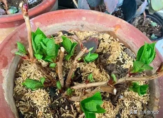 花卉盆栽的造型和修剪技术,盆栽花卉修剪方法