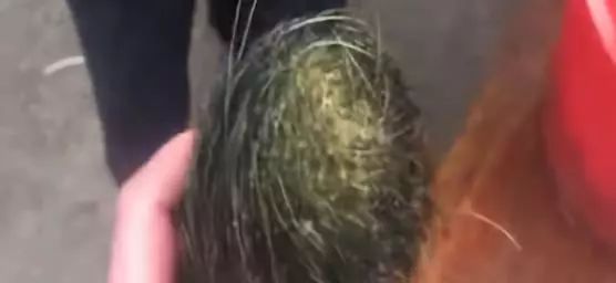 湖南新化农村杀猪,湖南省新化天华村杀猪