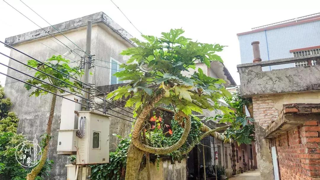 广州隐世峡谷游玩攻略,广州要坐船才能登的小岛