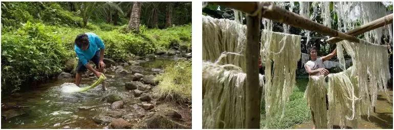 社创案例|取代皮革,菠萝叶也时尚