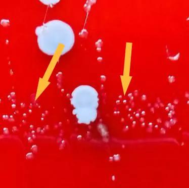 窥一斑而识全貌,窥一斑而知全貌出自哪里