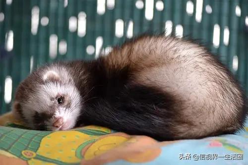 女生养的四种萌宠,最适合女生养的小型萌宠