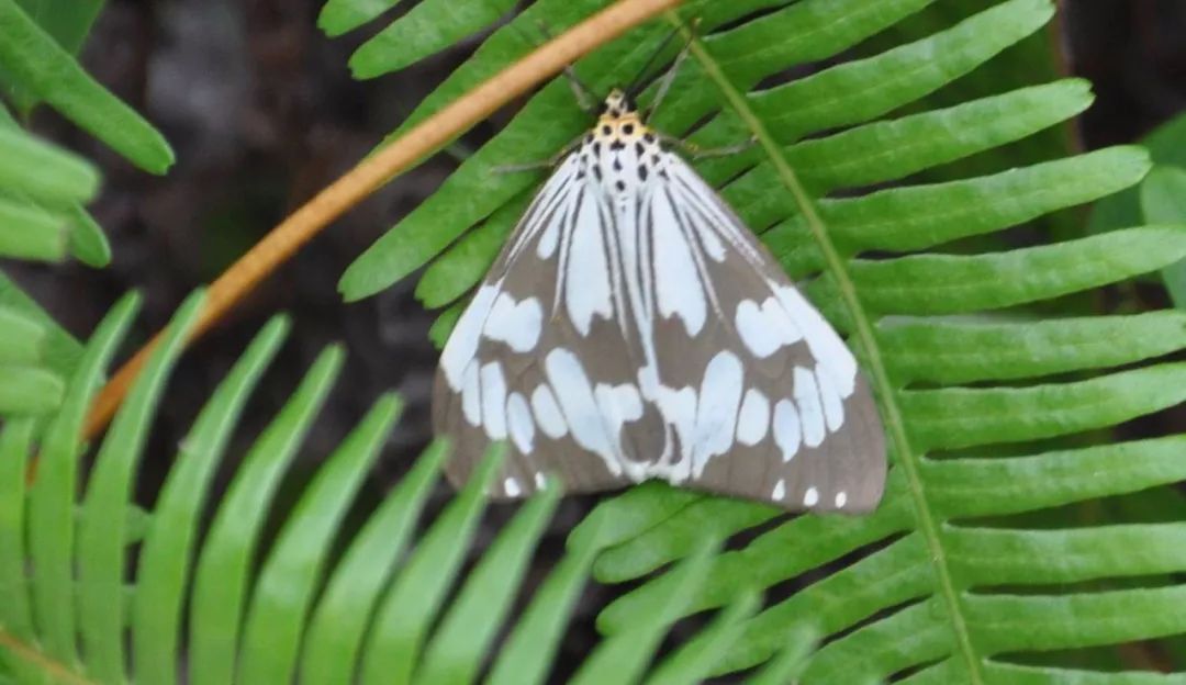 传说中的蛊虫真的有吗,传说中的扑棱蛾子