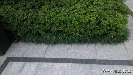 小区绿化养护一般做哪些工作,小区绿化养护需要什么资质