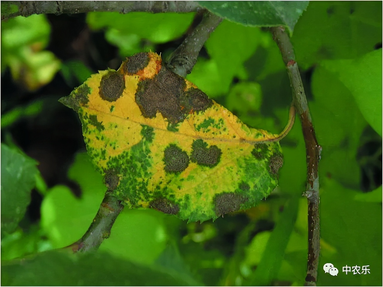 雨后果园更清新了吗,雨后果园有什么讲究