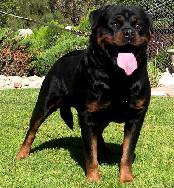 世上最罕见的狗品种图片,全世界狗品种视频