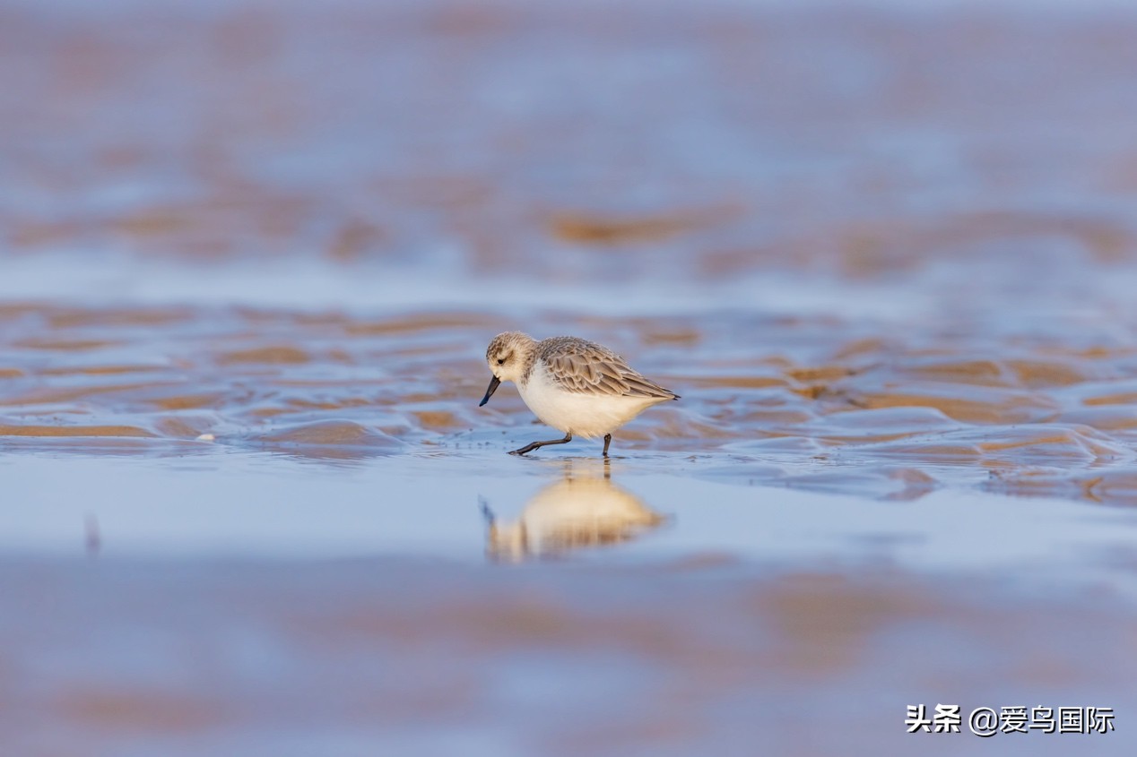 勺嘴鹬自带饭勺的小萌物,自带饭勺的勺嘴鹬