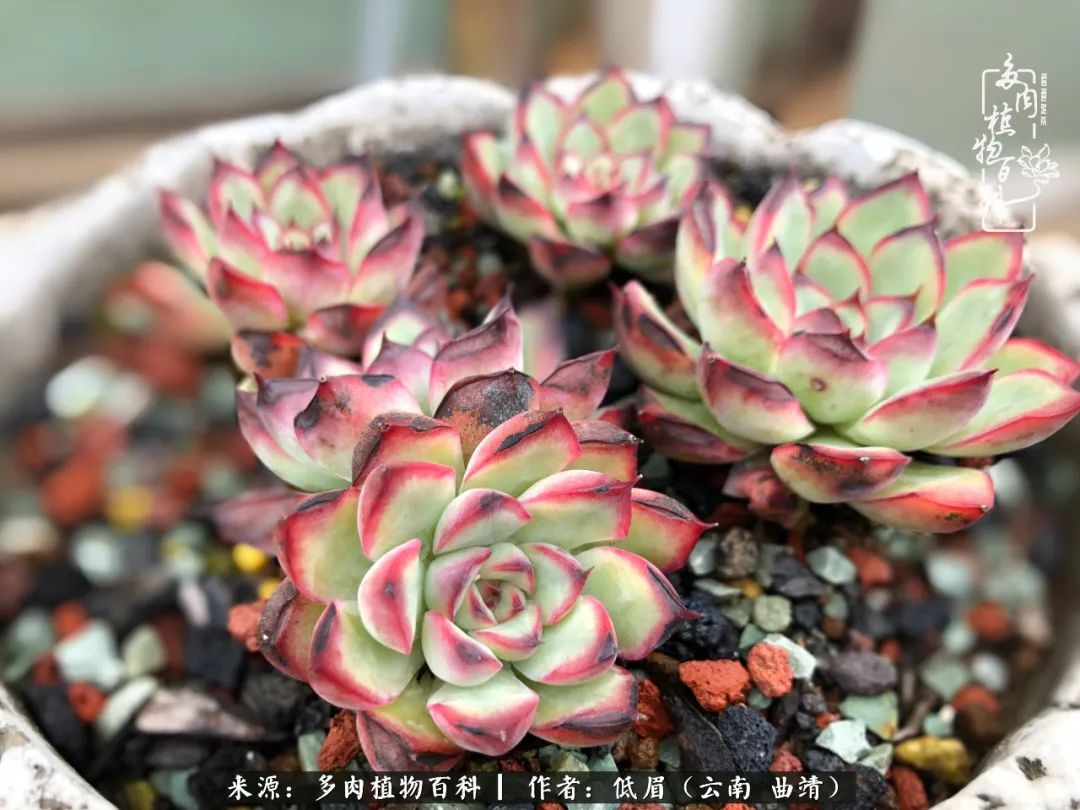 多肉怎么养度夏,多肉怎么养之度夏篇