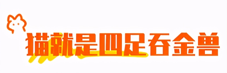 合租养猫劝退指南,《养猫劝退指南》