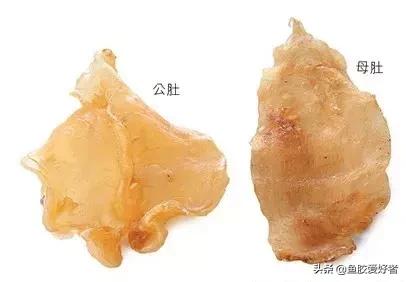 花胶怎么挑选公母,公花胶和母花胶怎样分别