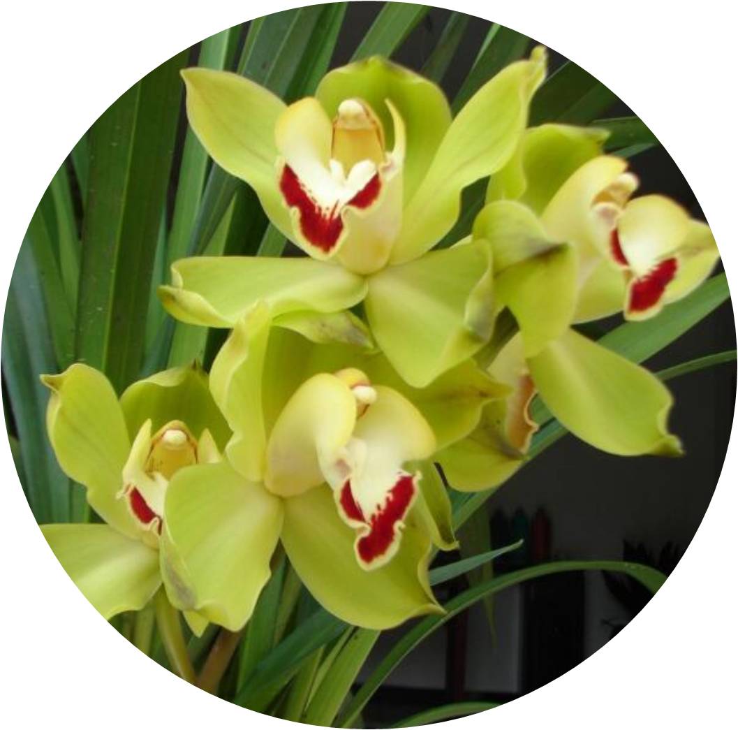 菊竹梅兰图欣赏,花中四君子的兰花图片