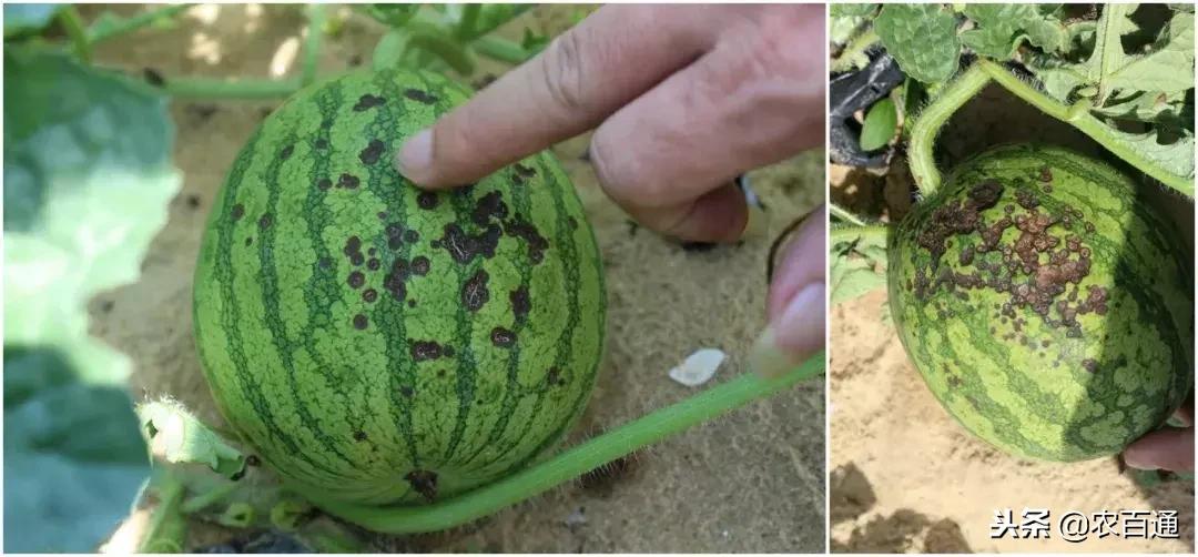 西瓜下雨之前打什么药防治病害,西瓜幼苗病害的各种症状图片