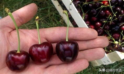 2023智利车厘子最新消息,目前智利车厘子已进入到货高峰期