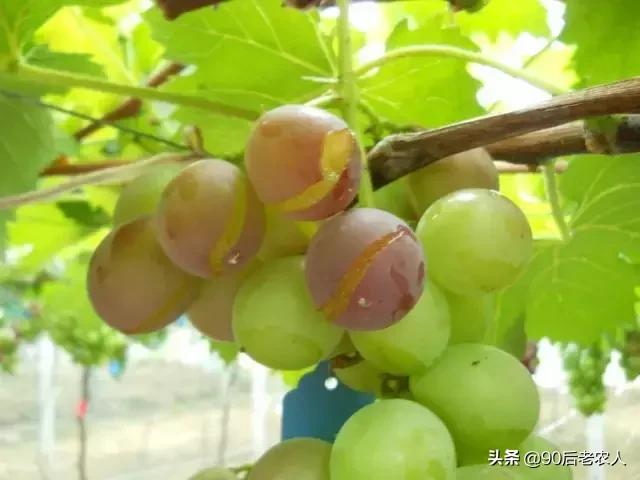 防缩果病裂果最简单的方法,苹果裂果病用什么治