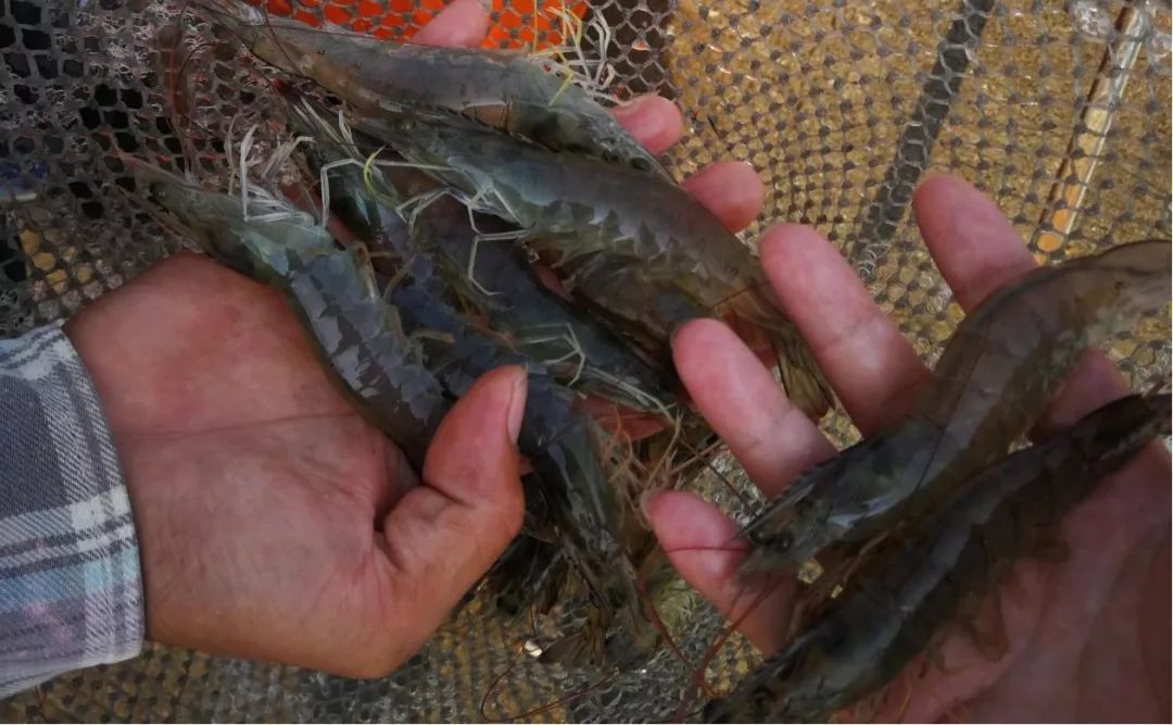 南美白对虾养虾一亩一般赚多少,小拱棚对虾养殖秘籍