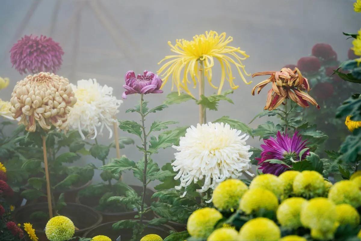 武汉市第40届菊展分展点,武汉市第三十五届金秋菊展