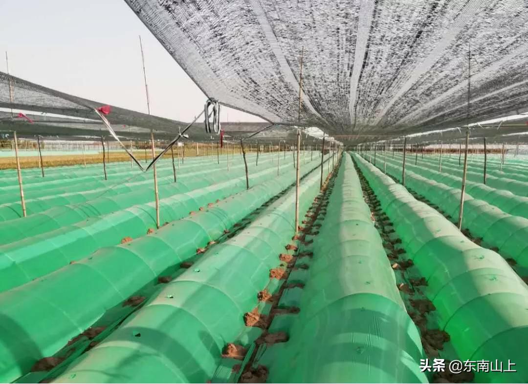 如何防止生姜烧苗,生姜种植生长期防虫最好的方法