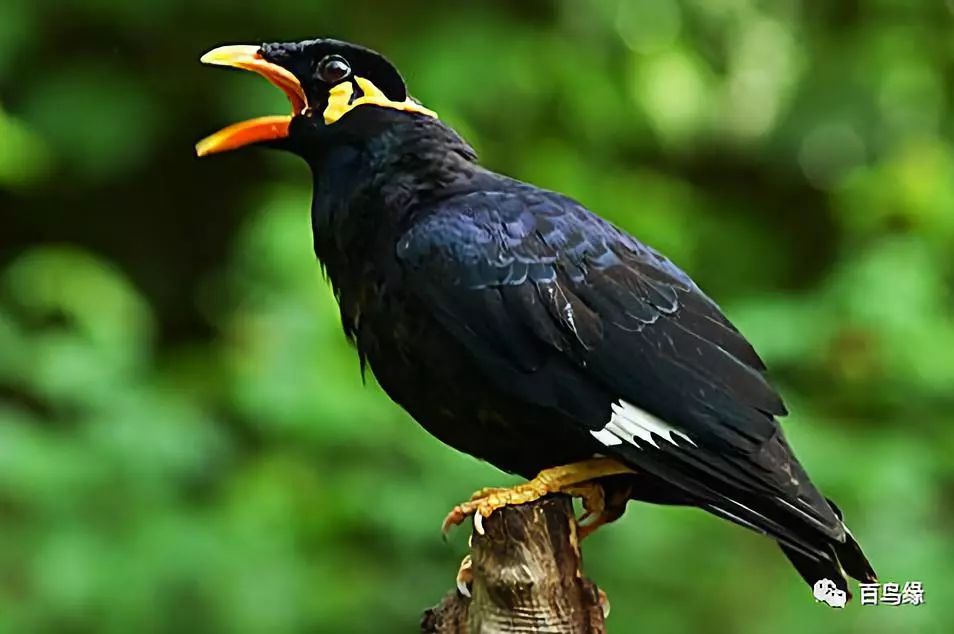 八哥跟鹩哥及鹦鹉的关系,鹩哥跟黑八哥哪个学语强