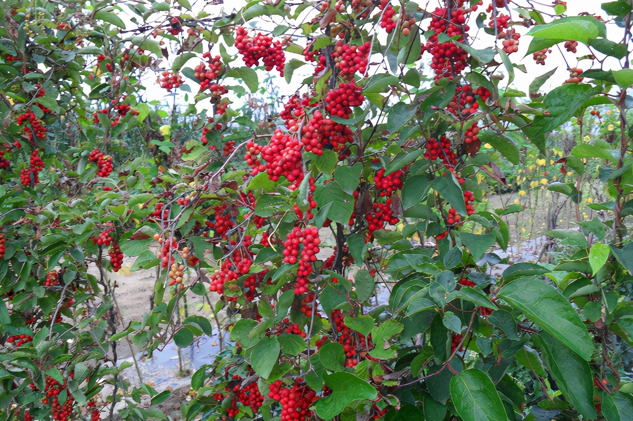 吉林地理标志农产品,吉林省23个国家地理标志农产品