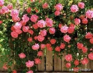 白居易在周至写出的名篇,白居易任周至县尉诗词