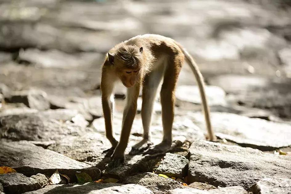 印度洋孕育了风情万种，看看庄培芳“微笑的斯里兰卡”就能感受到
