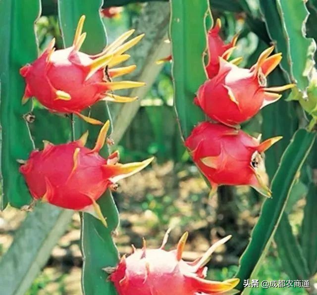 种植火龙果的视频,火龙果的种植技术主蔓何时打顶