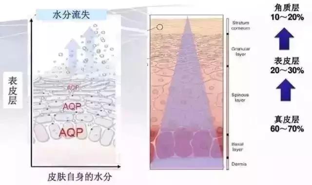 眼容易肿有黑眼圈,黑眼圈肿眼泡有什么小妙招
