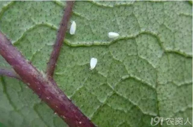 今年虫害为什么这么严重,抗性虫都有哪些