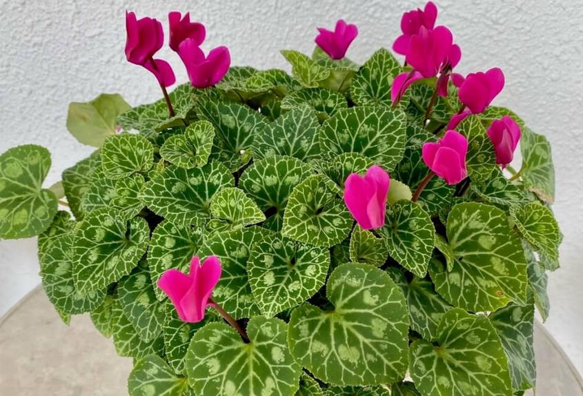 夏天养仙客来怎么养,半年苗仙客来休眠怎么养护