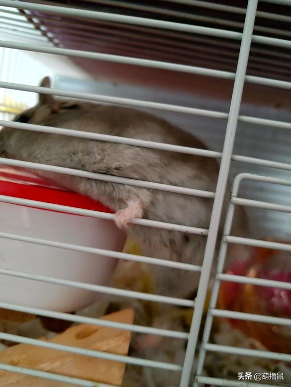 仓鼠繁育注意事项,仓鼠怀孕后的注意事项