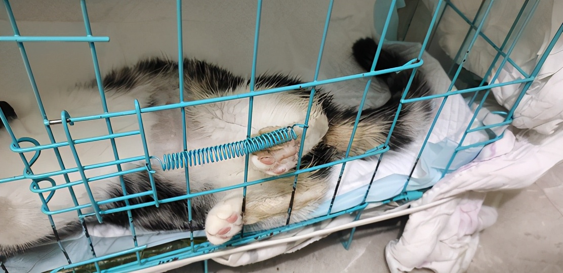 团子猫传腹治好了吗,团子的猫传腹