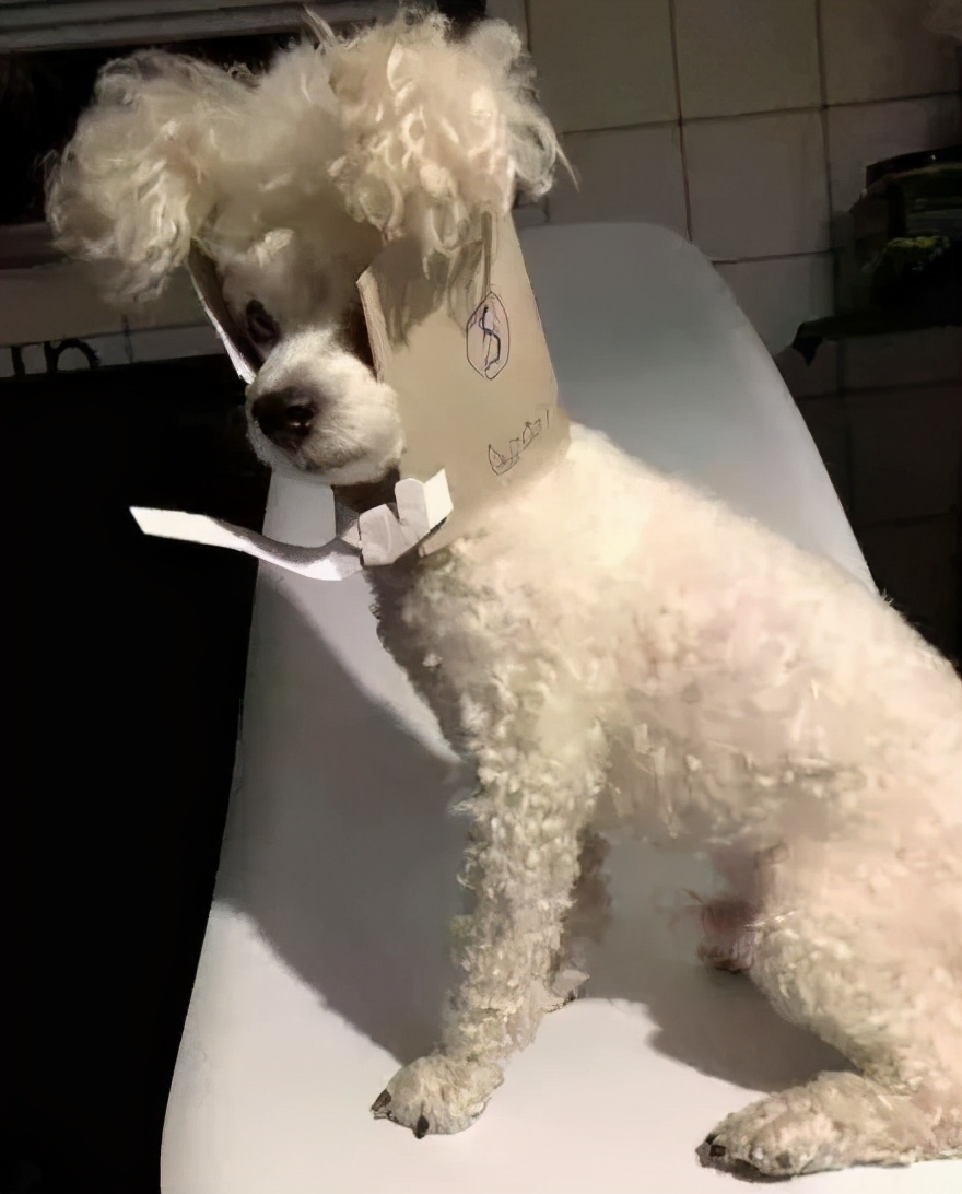 给猫戴上脖圈之后很低落,为什么给猫戴上猫圈就安静了