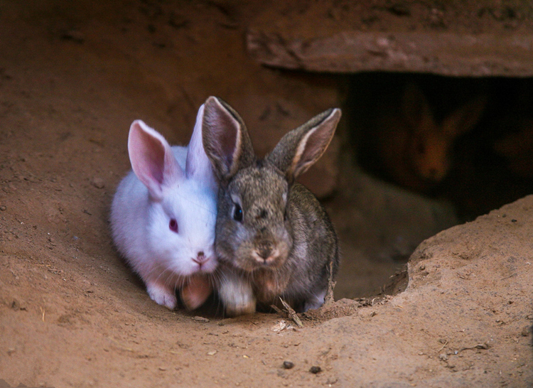 母兔奶水不足怎样催奶,母兔奶水不足怎么补救