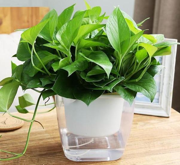 绿萝叶子变黄枯萎是什么原因水培,水培绿萝叶子发黄枯萎怎么补救