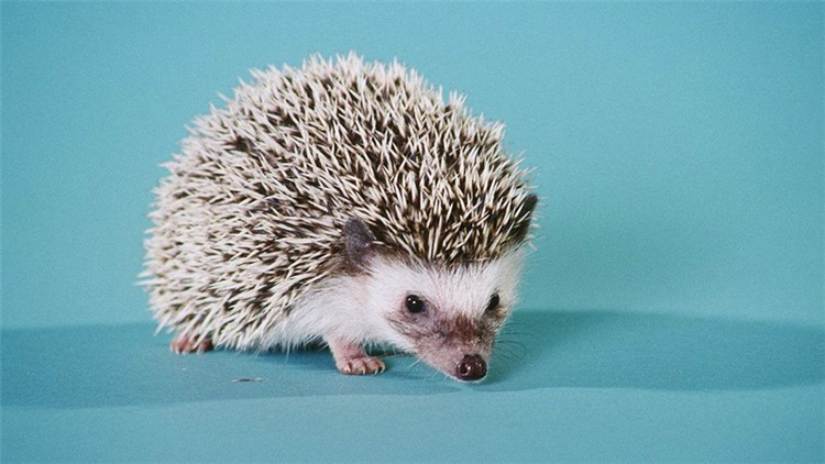 非洲迷你刺猬眼睛疾病,刺猬的症状