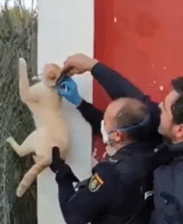 猫咪项圈对猫咪有危害吗,猫项圈给猫咪带来的危害