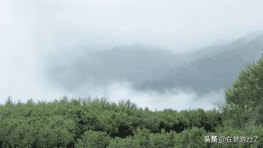 乌岽蜜兰香单枞的价格,乌岽单枞和蜜兰香有区别吗