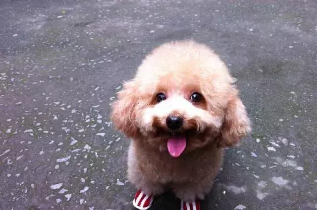 泰迪狗怎么训练听话,泰迪狗怎么训练大小便