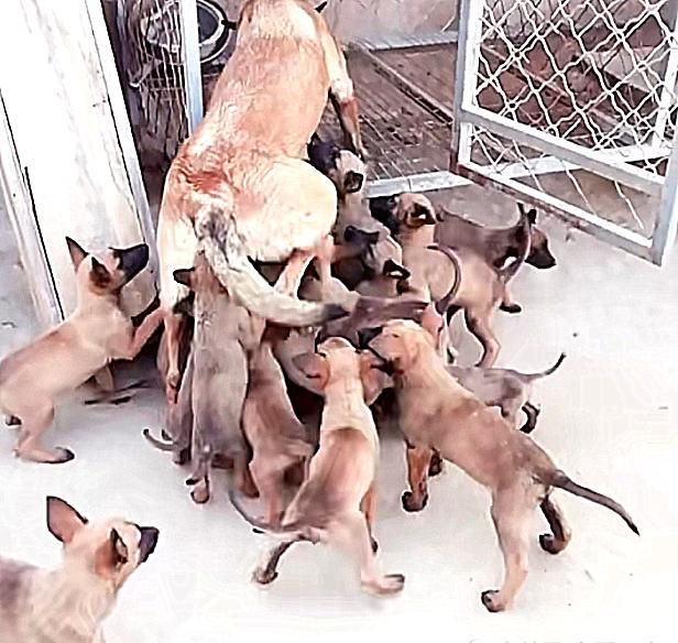 狗狗意外怀孕几个月生下小奶狗,狗狗怀孕了把它卖了
