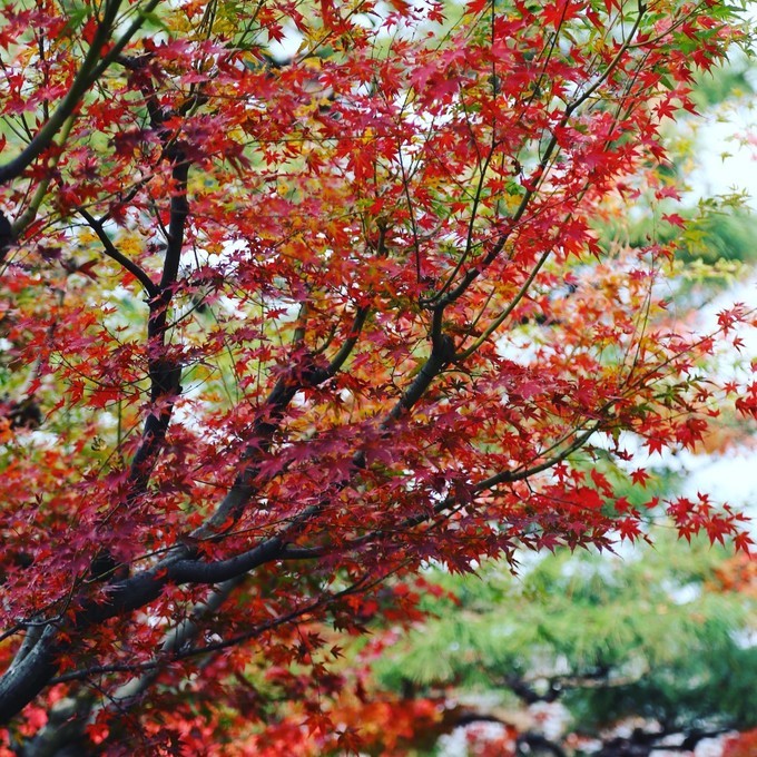 日本京都枫叶季旅游攻略,日本关西赏枫旅游攻略