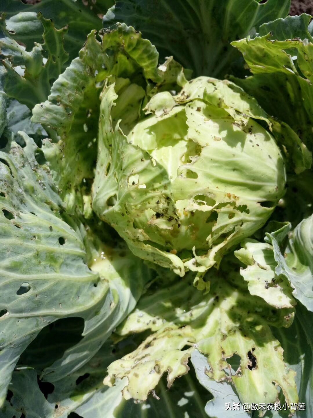 菜上的小青虫怎么治,菜青虫主要危害什么蔬菜