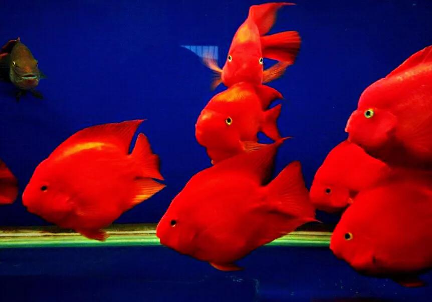 财神鱼哪种比较漂亮,起头财神鱼