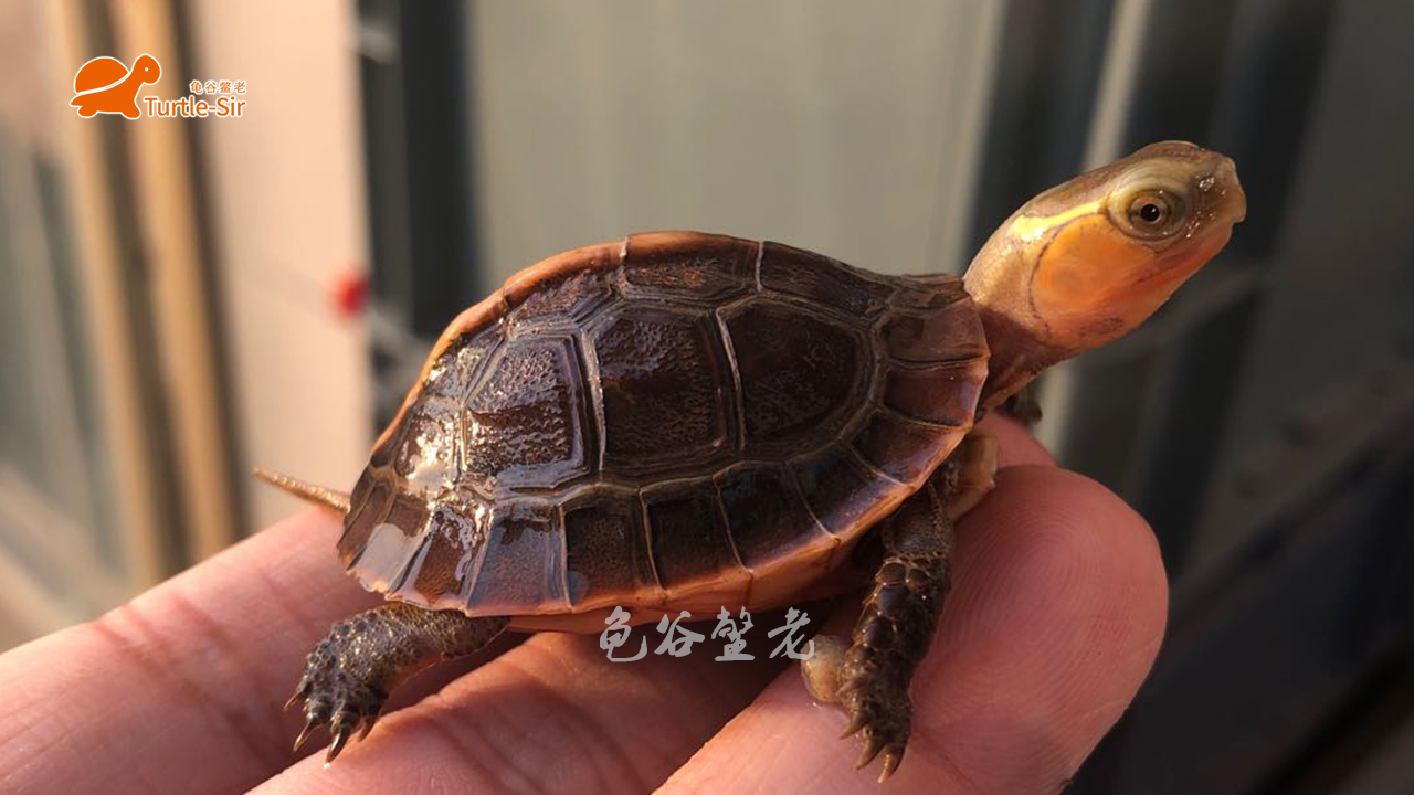 黄缘龟壳越养越淡,黄缘龟裙边甲颜色淡