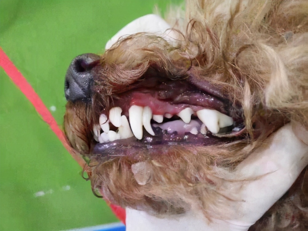 如何给狗狗去火气,狗狗火气太旺怎么办