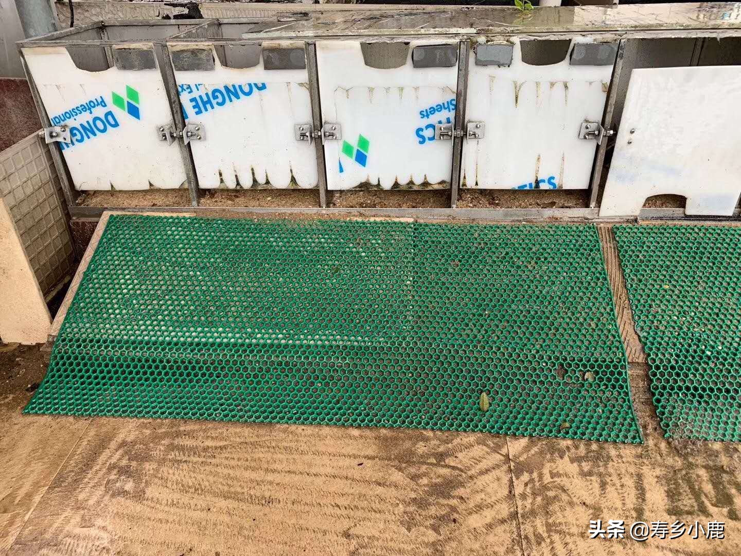 石金钱龟产蛋怎么回事,石金钱龟吃蛋怎么办