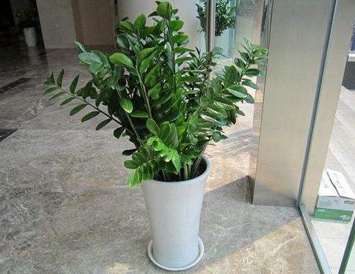 金钱树叶子发黄烂根怎么办,金钱树叶子黄怎么办小妙招