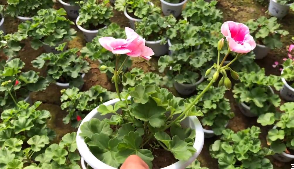 天竺葵大棵老桩,老奶奶种天竺葵