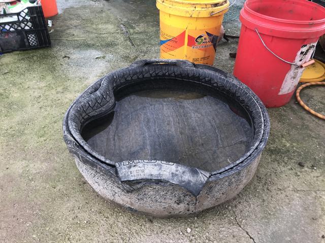 刚开产的蛋鸭采食量低怎么办,蛋鸭采食正常缓慢掉蛋原因