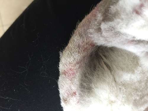 犬猫皮肤病应该怎么治疗？