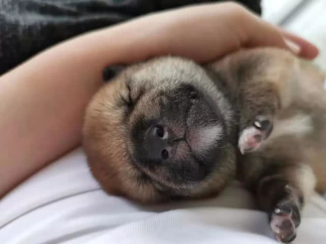 吸尘器遗珠||如此能打的保洁王者，我差点就错过了